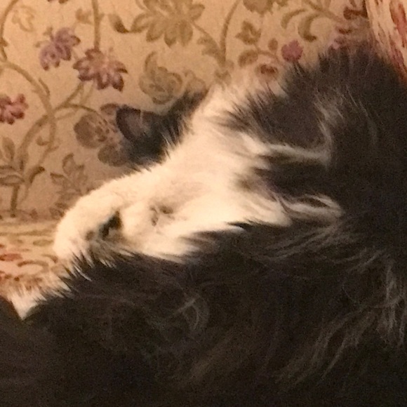 Meet your Posher, Rene - Picture 1 of 1